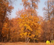 Осення дубрава