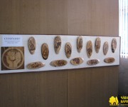 ���� ������ 2009 14