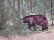 Экологическая тропа  «У медведя во бору»